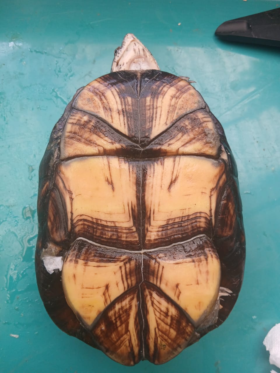 We Cannot Conserve the Turtle Without Conserving Xochimilco 2