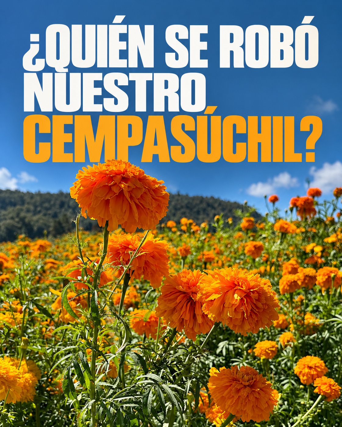 ¿Quién se robó nuestro cempasúchil?