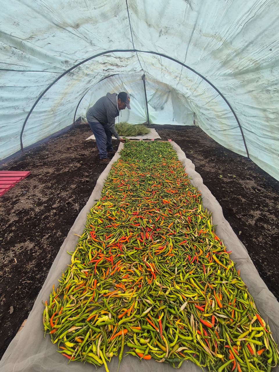 Traditional drying tunnel