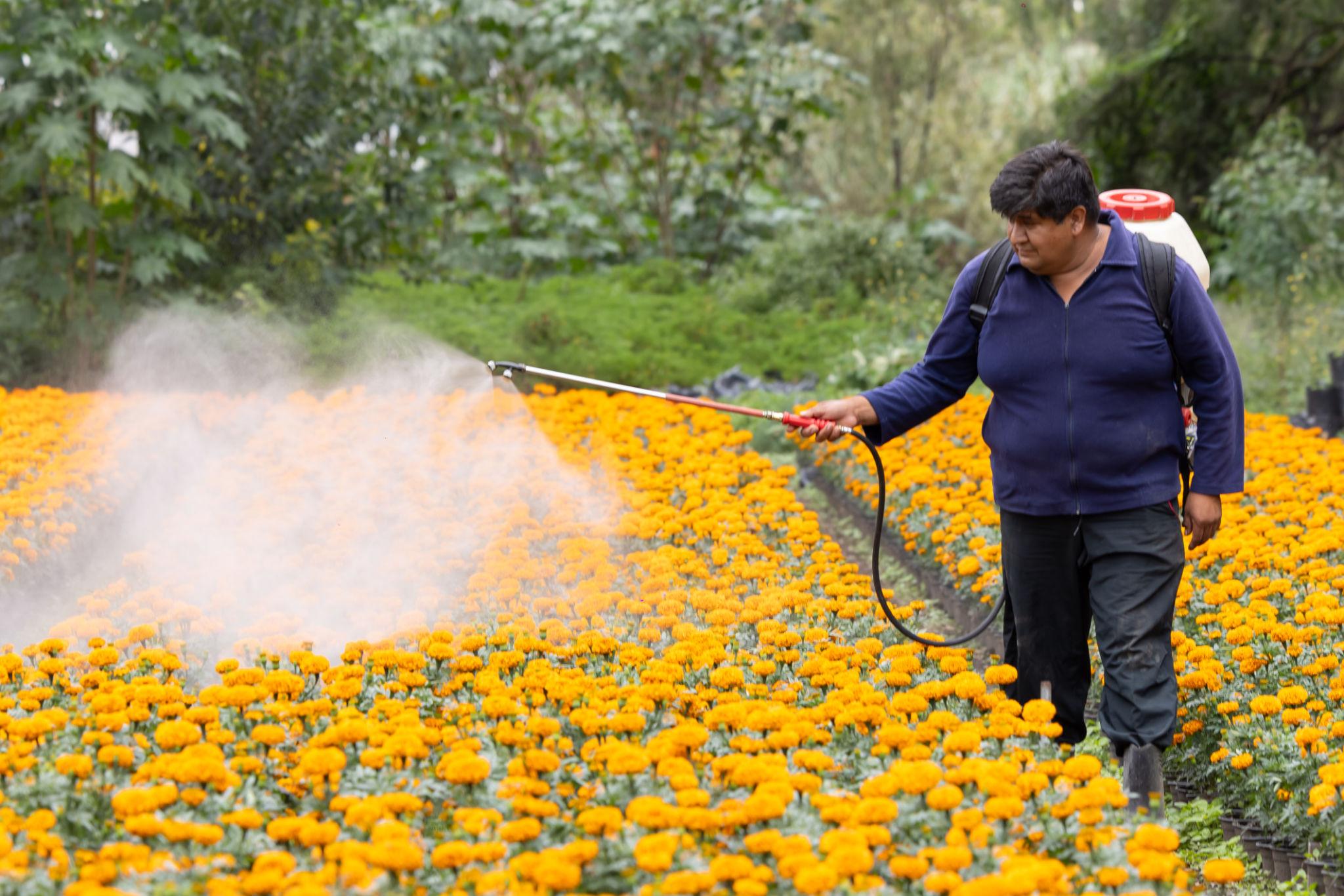 Fumigación sin equipo de protección
