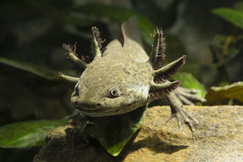 Ambystoma mexicanum — fenotipo wild-type en hábitat natural