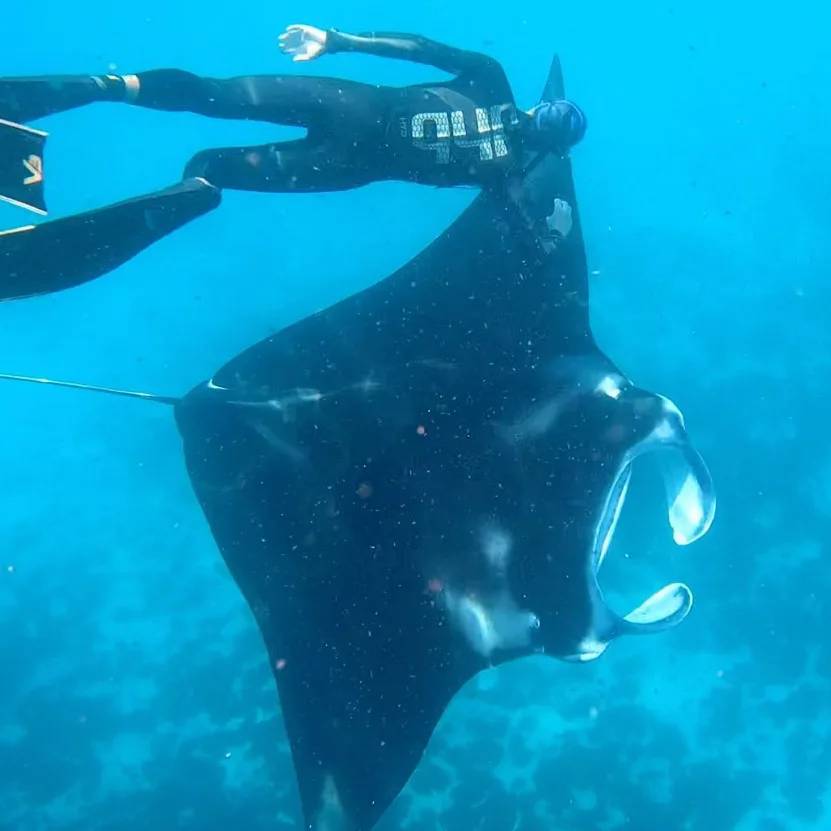 Manta di Manta Point