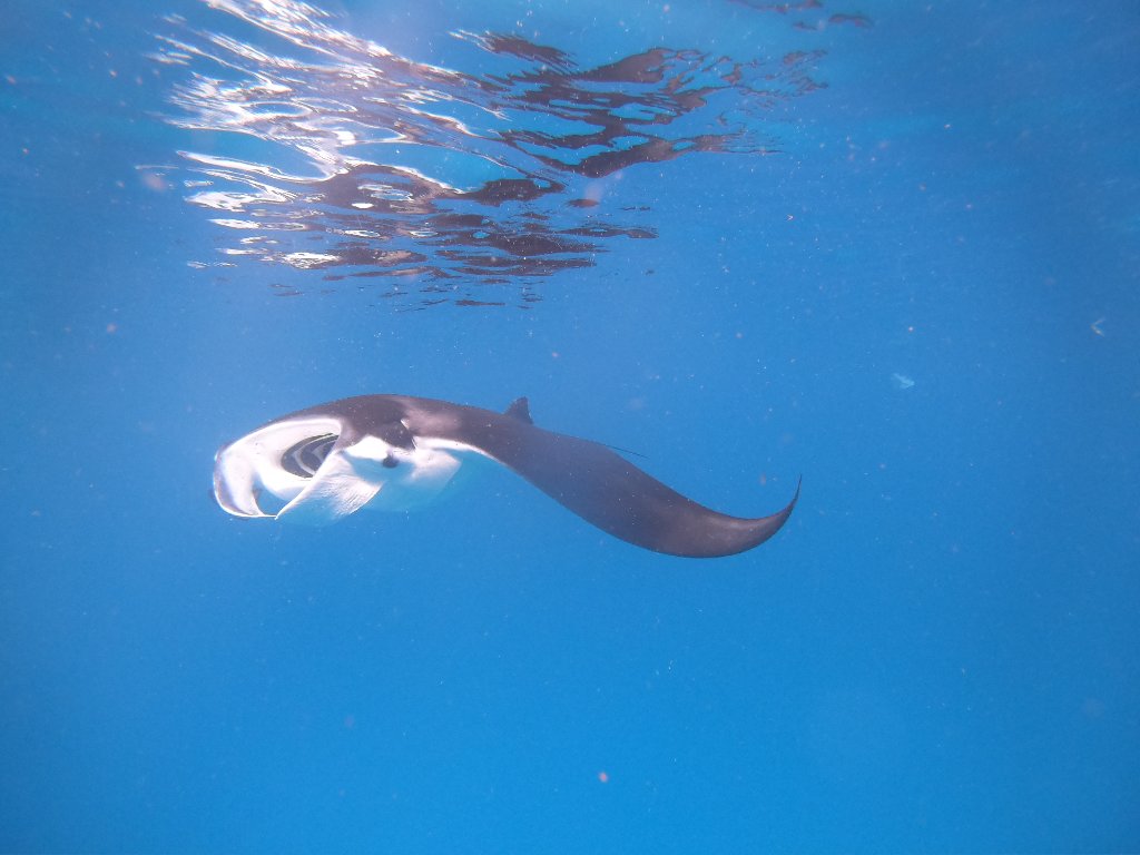 Manta ray dari permukaan