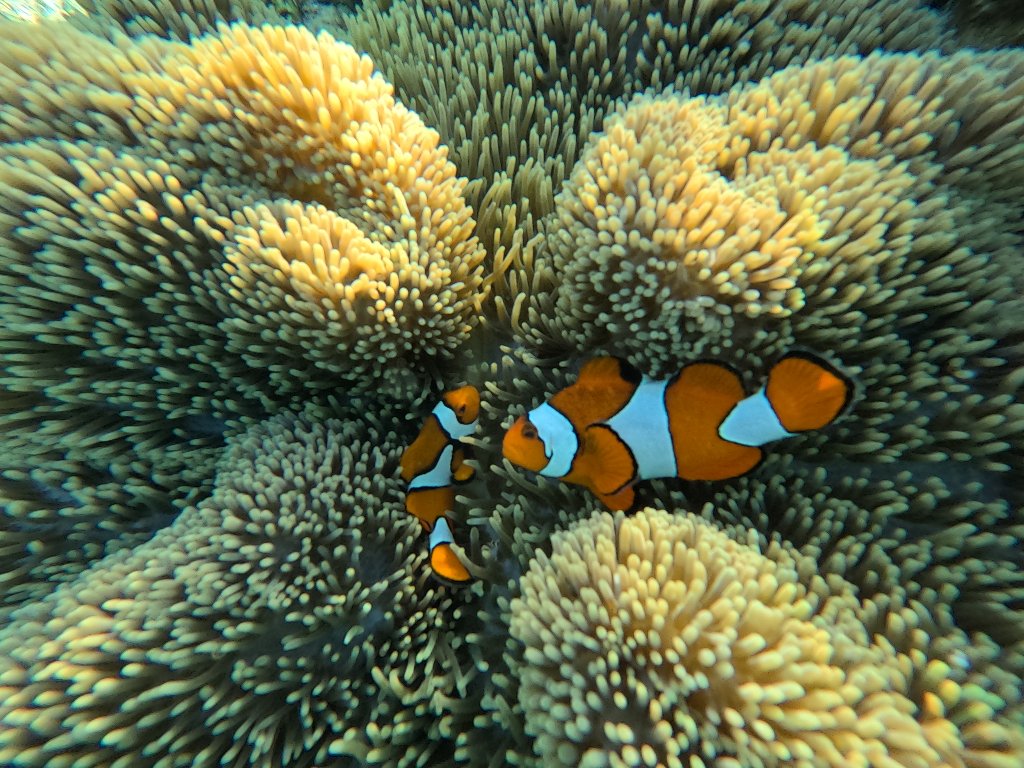 Kehidupan bawah laut Raja Ampat