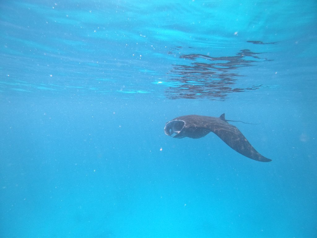 Snorkeling in crystal waters