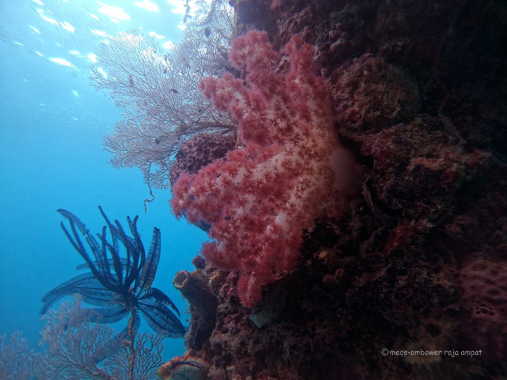 Soft corals di Fam Village