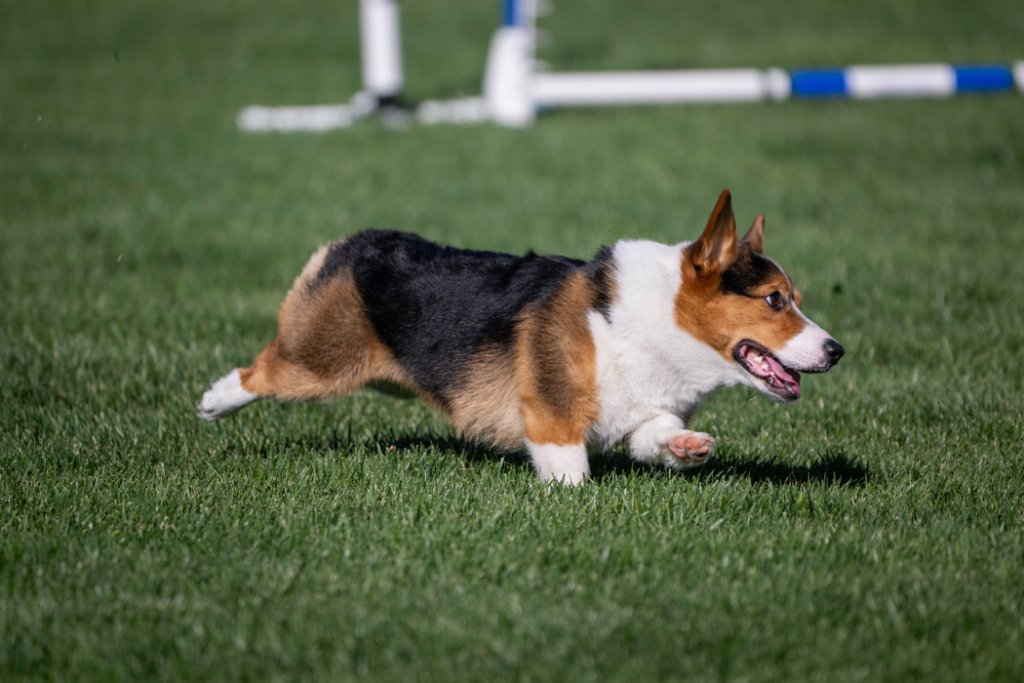 Collins navigating agility course