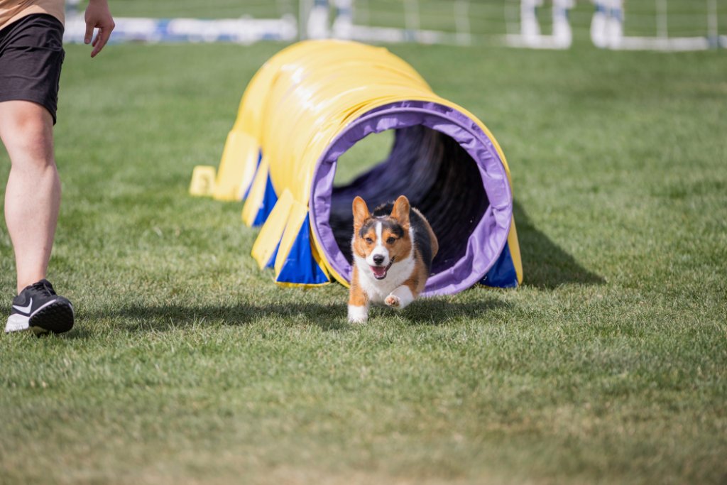 Collins the Corgi mid-leap over an agility jump