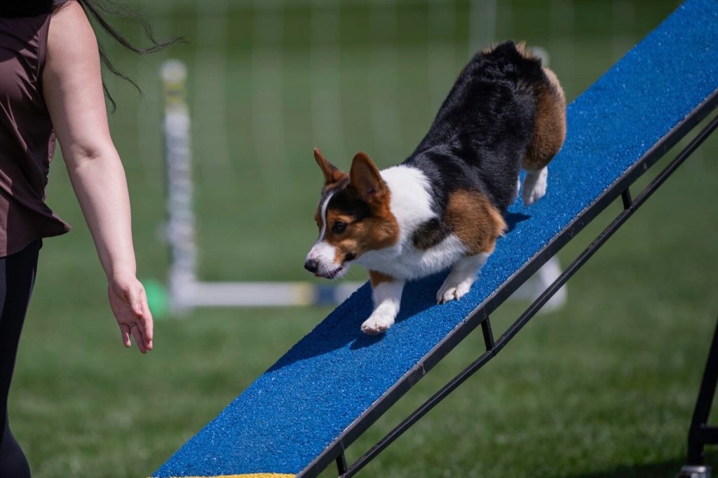Collins the Corgi portrait