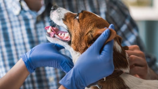 Pet Insurance