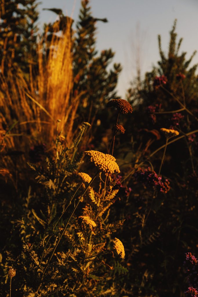 Fleurs du domaine