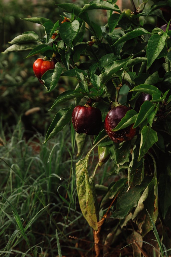 Potager en brume matinale