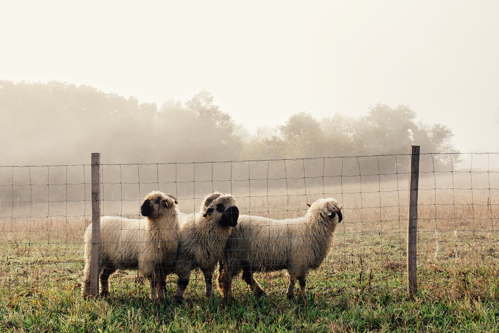 Brebis Valais Blacknose