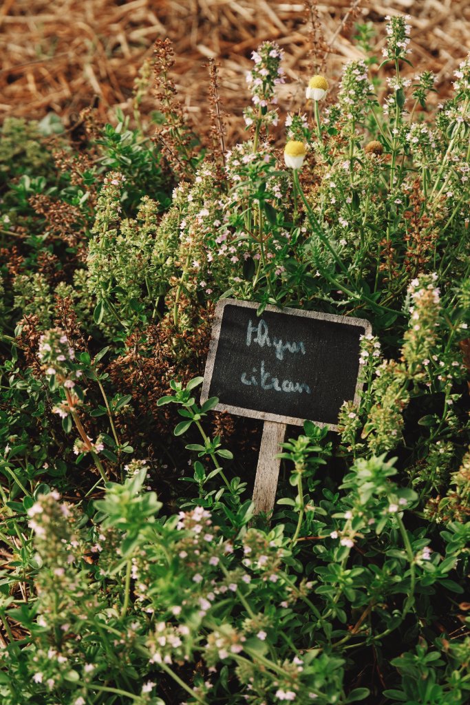 Tournesols du potager