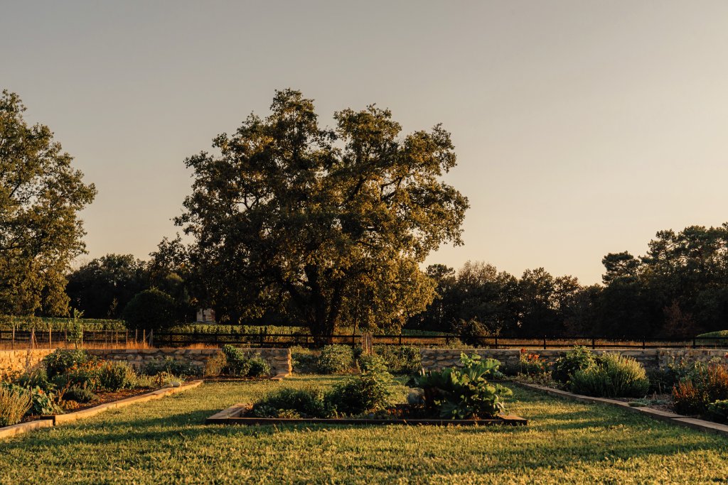 Potager au coucher du soleil
