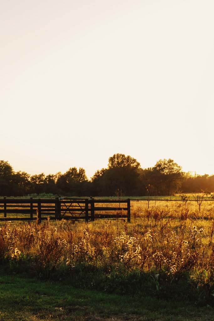 Prairie dorée au soleil couchant