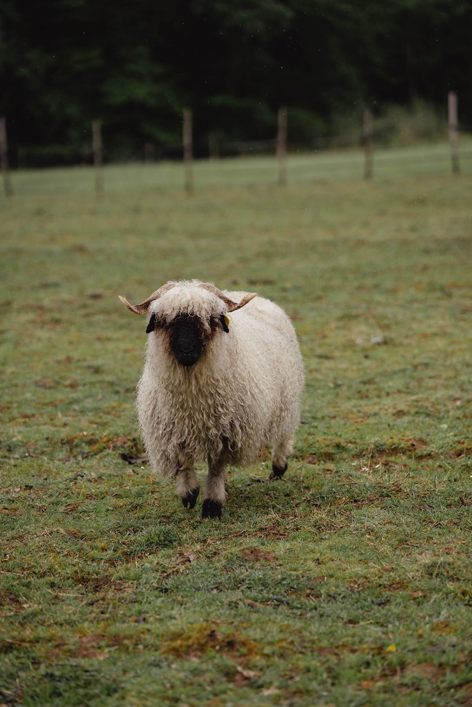Brebis Valais au domaine