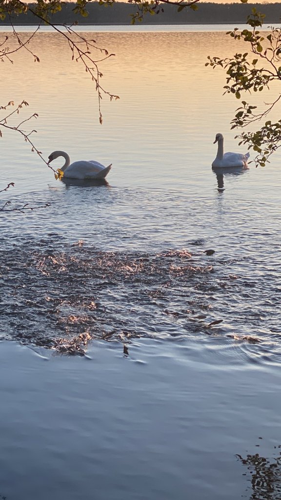 Schwäne am Käbelicksee Abendsonne