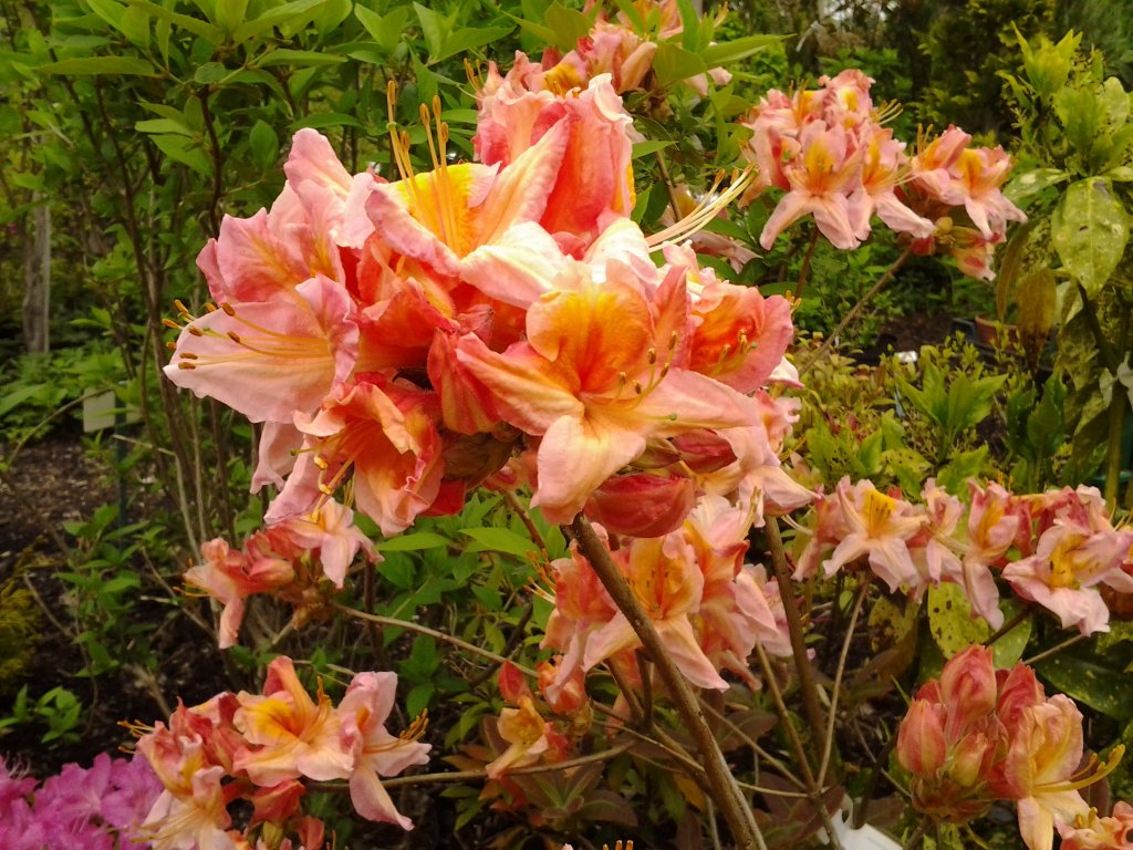Rhododendron