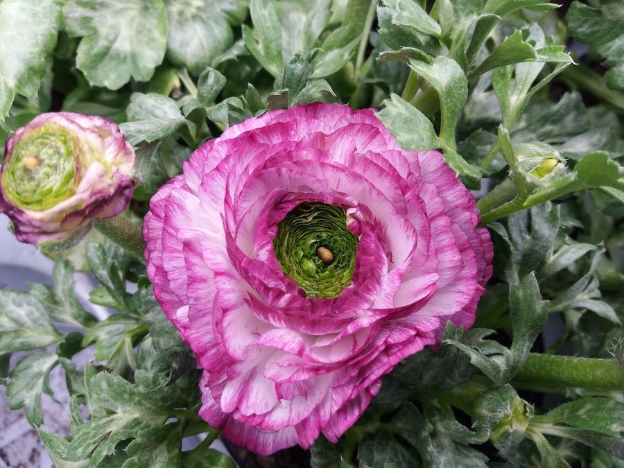 Frühlingsblüten
