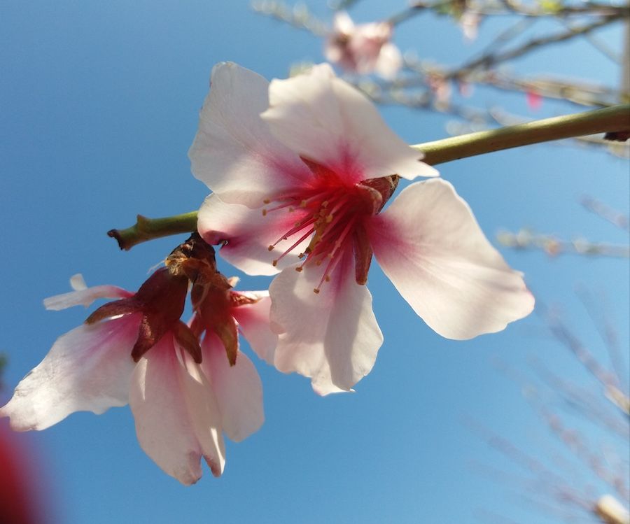 Mandelblüte im Frühling