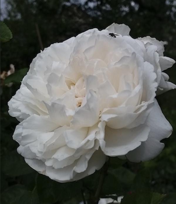 Rosen