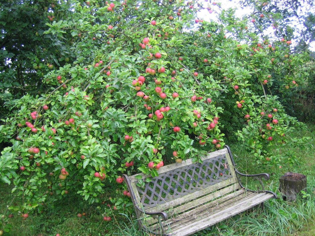Alte und neue Obstsorten