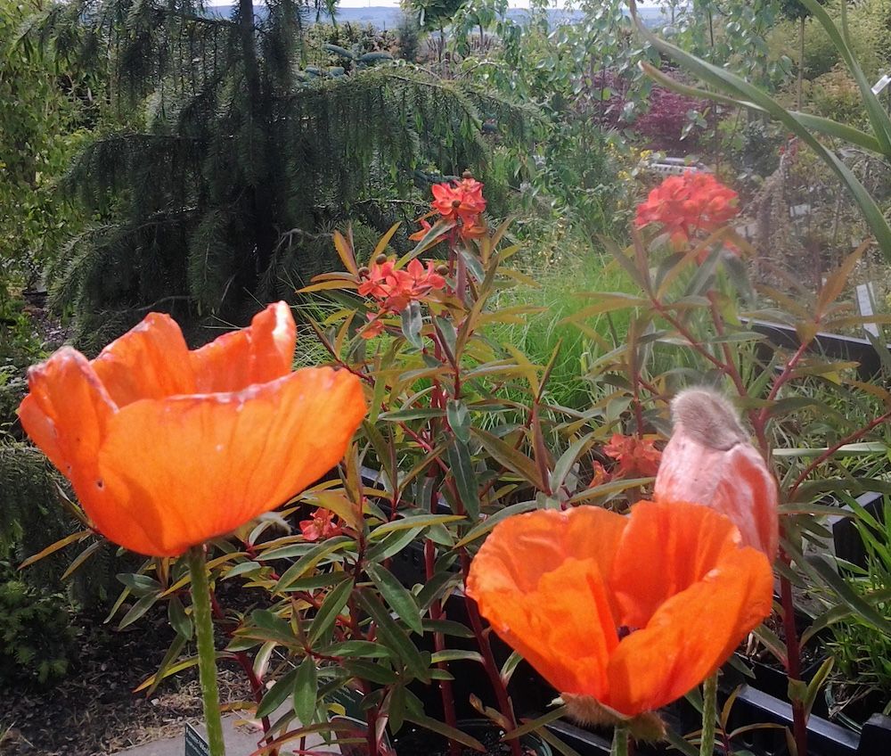Leuchtender Mohn