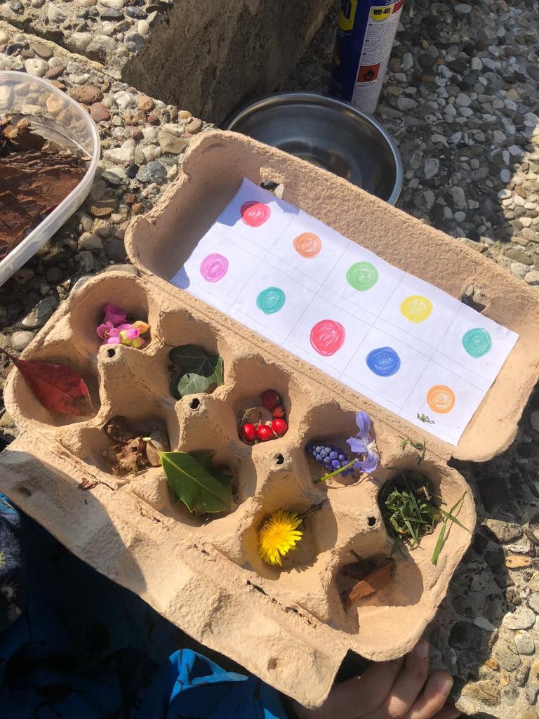 A cardboard egg carton used as a nature-collection tray filled with leaves, flowers and berries