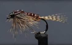 Pheasant Tail Nymph
