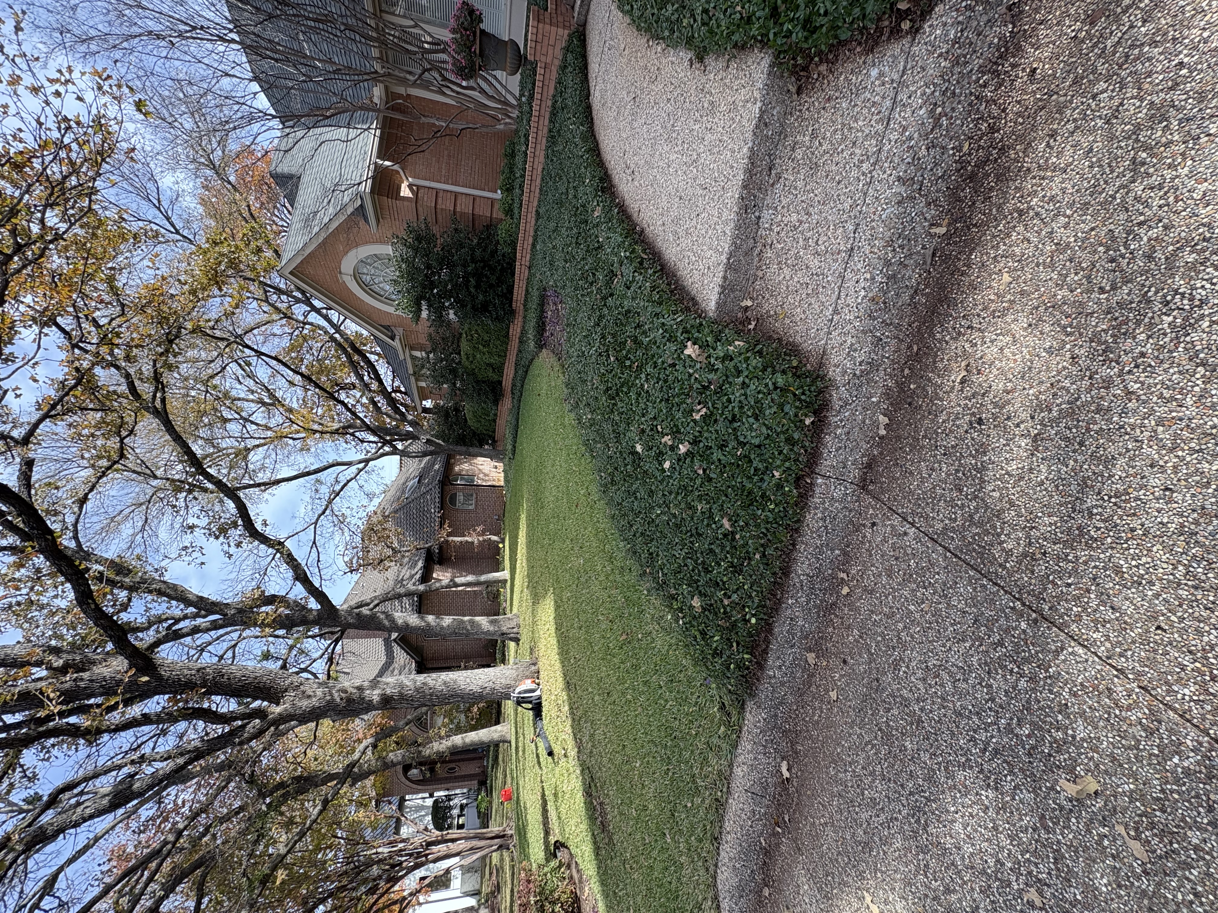 Leaf removal service in Arlington TX — a mature oak tree dropping autumn leaves onto a residential lawn and driveway, ready for Leaf Busters bagless vacuum cleanup