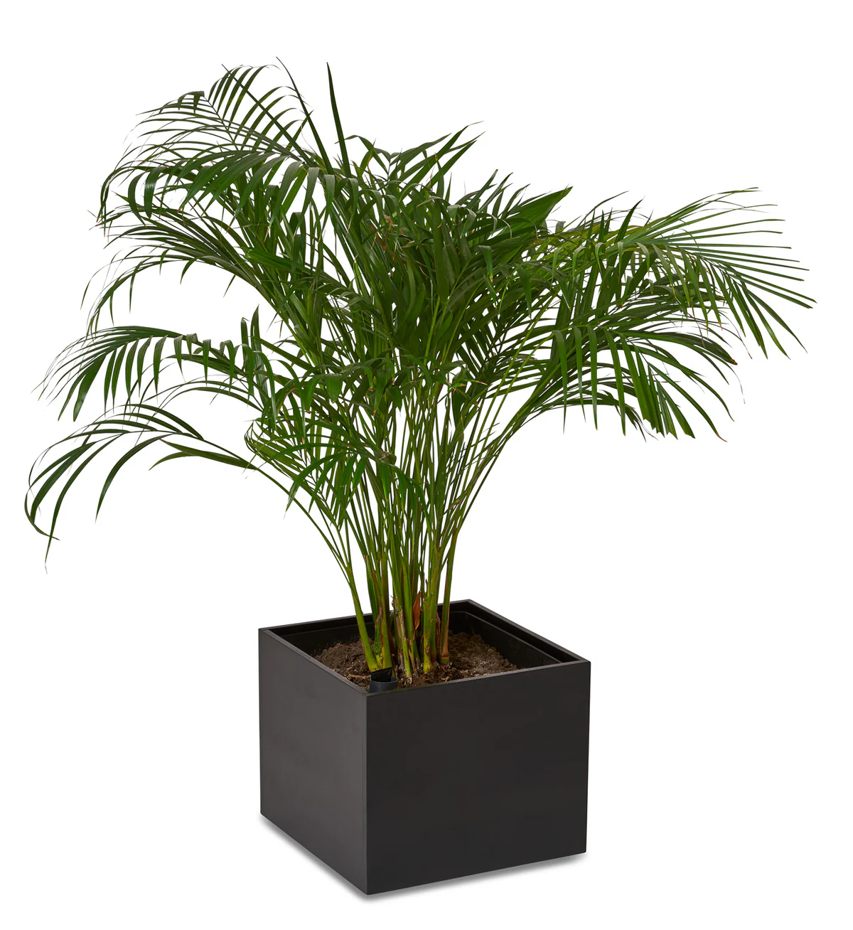 Snitsa® Storage image 15