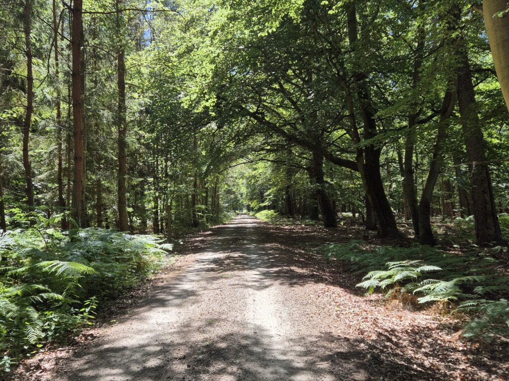 Darßwald