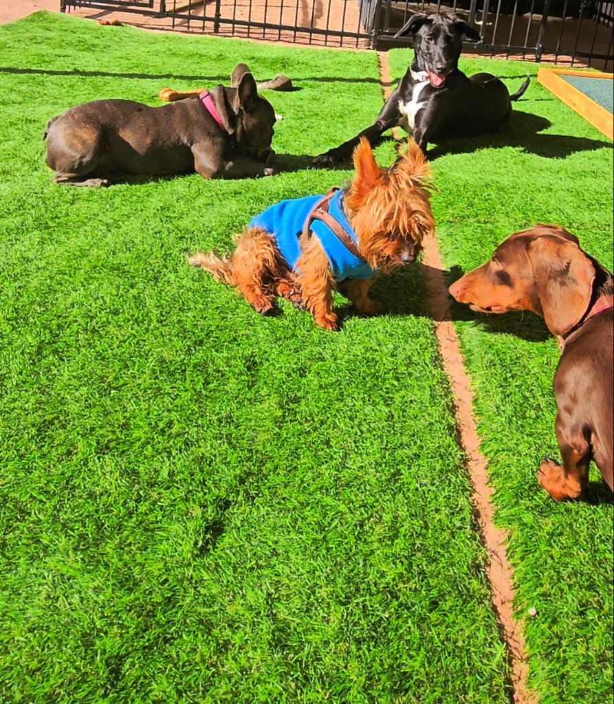 Creche Canina