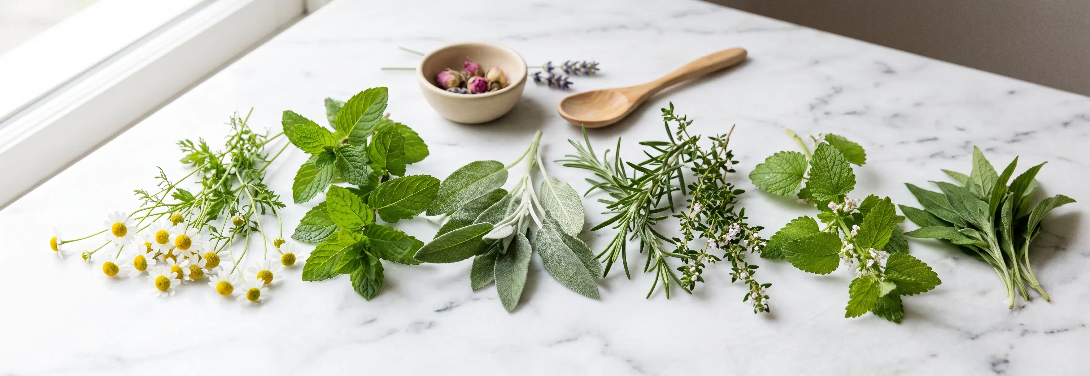 Herbes médicinales