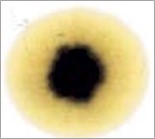 Blotter spot test result - oil on chromatography paper
