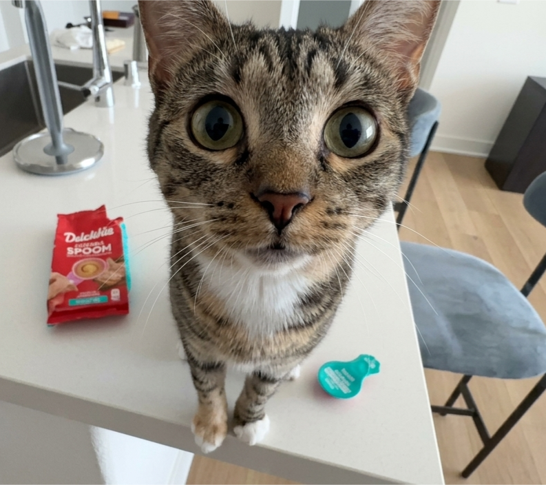 Hanah the cat, sitting on a kitchen counter
