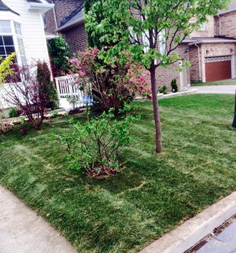 Sod Installation