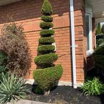 Tree Removal