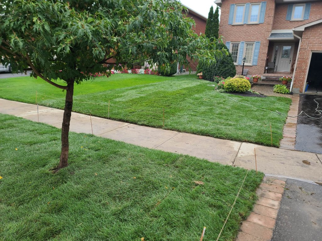 Front yard sod install