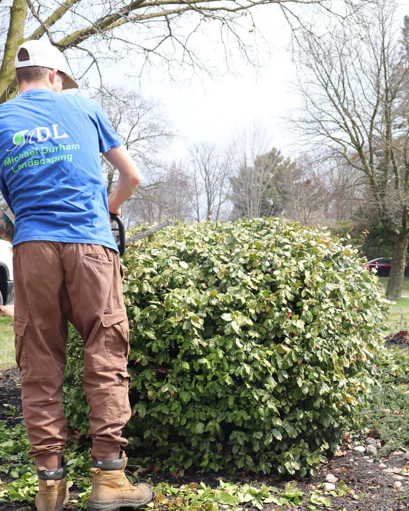 Shrub shaping, garden maintenance by Michael Durham Landscaping (Durham Region, 2026)