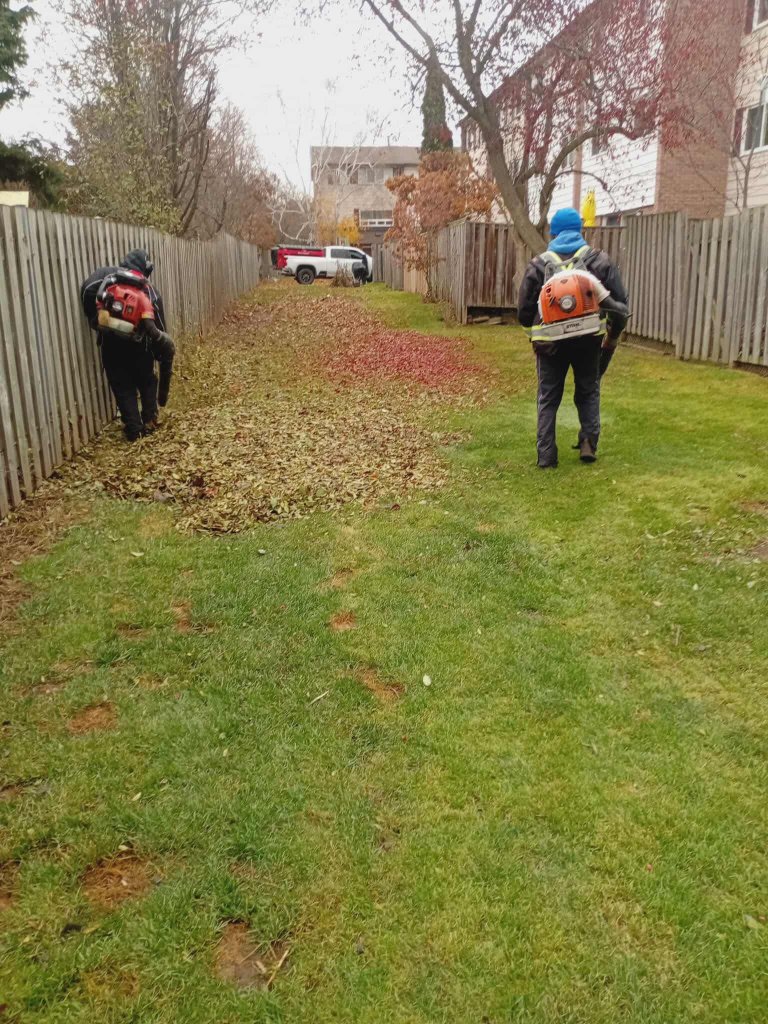 Yard Cleanups