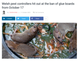 Welsh Pest Controllers Hit Out at the Ban of Glue Boards from October 17 thumbnail