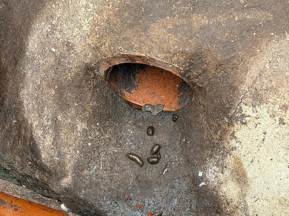 Rat droppings on the concrete benching below an open pipe in a drainage inspection chamber