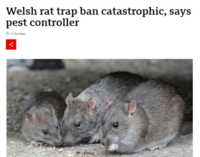 Welsh Rat Trap Ban Catastrophic, Says Pest Controller thumbnail
