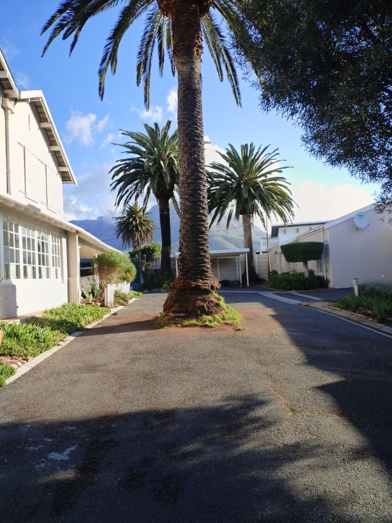 Palm trees with Table Mountain backdrop - Cape Town