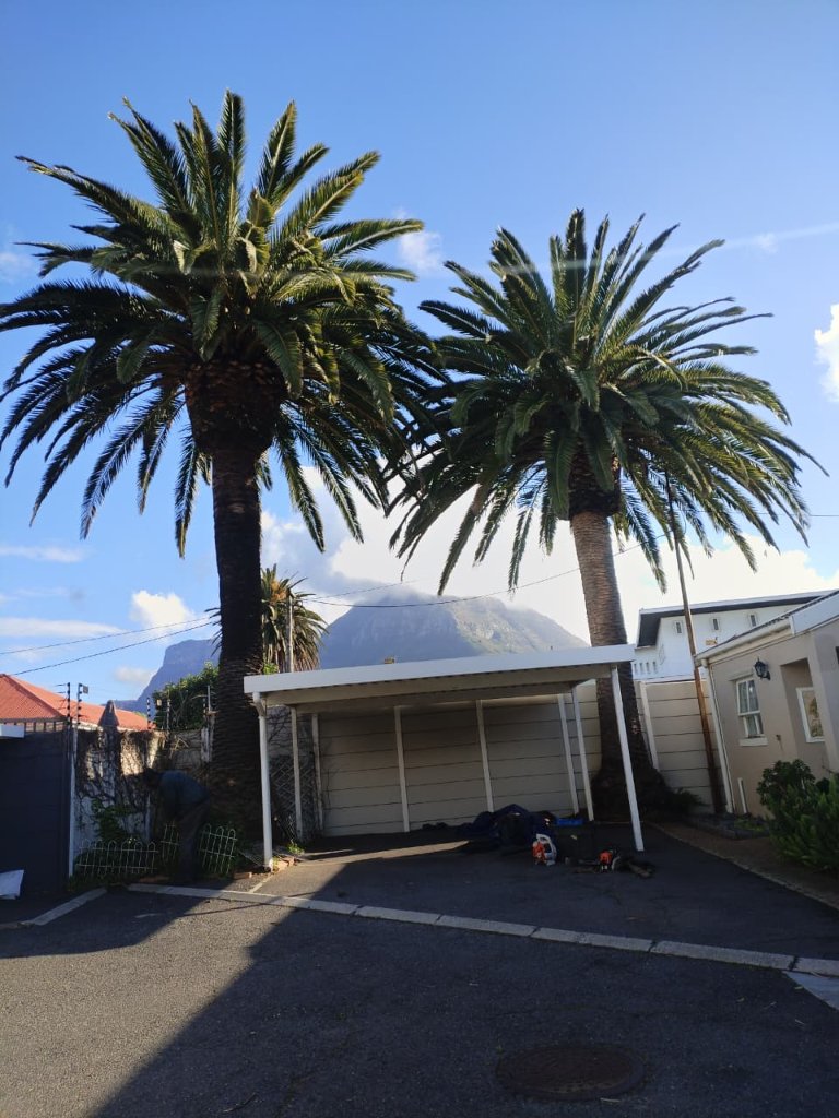 Large palm trees before removal - Cape Town property