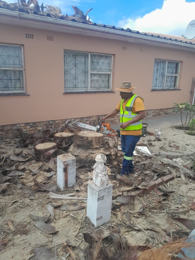 Stump and palm removal with chainsaw