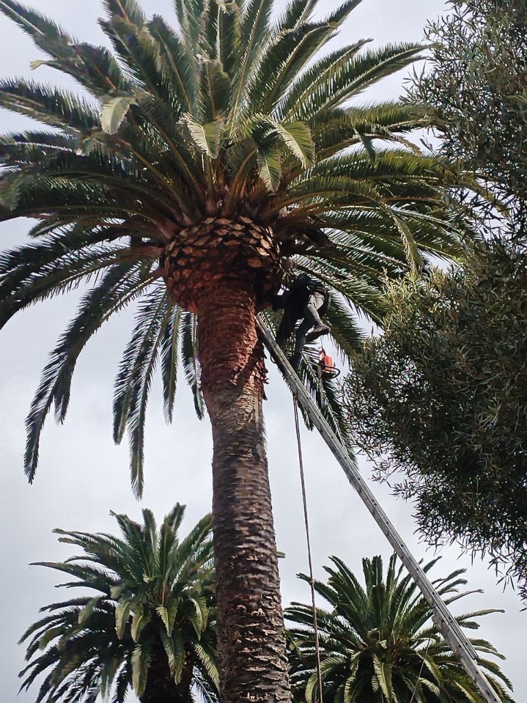Arborist climbing palm tree for trimming