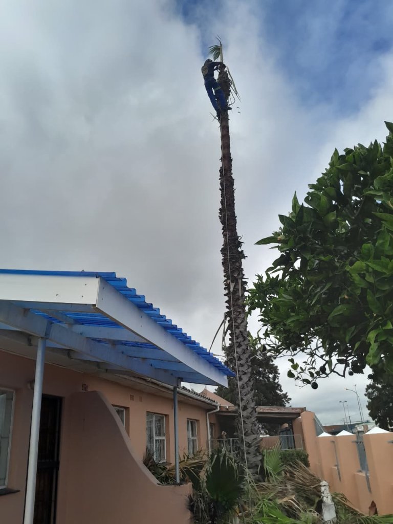 Palm tree stripping at height